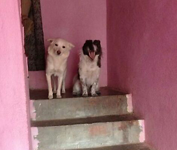 Max & Lusi, hero dogs - Nepal Earthquake